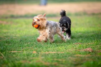 two dogs running in the grass with a ball